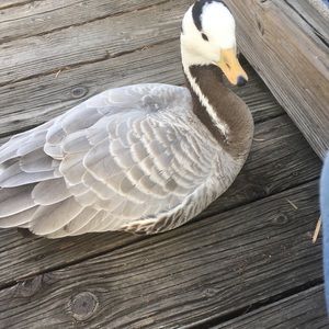 Meet your Posher, Sammy